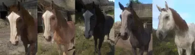 同等属性马匹农场