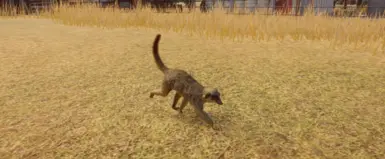 猫鼬