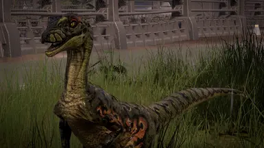 Novaraptor