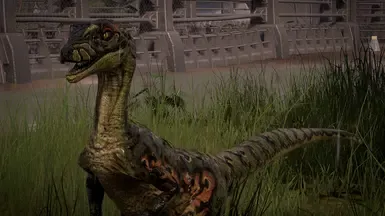 Novaraptor