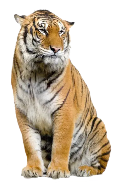 TigerPet RUS