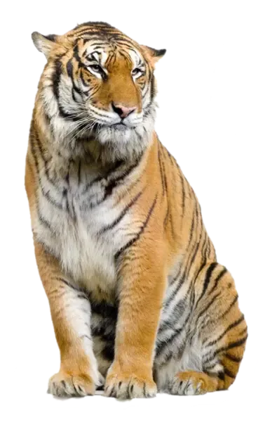 TigerPet RUS