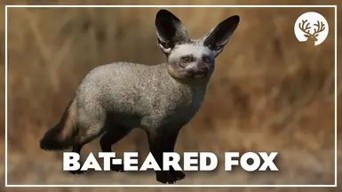 Bat-Eared Fox - New Species (1.20)