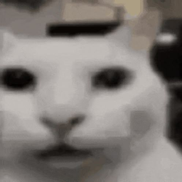 不可思议的猫
