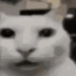 不可思议的猫