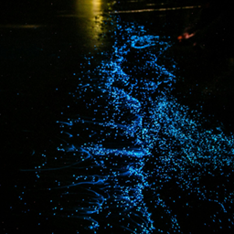 发光海