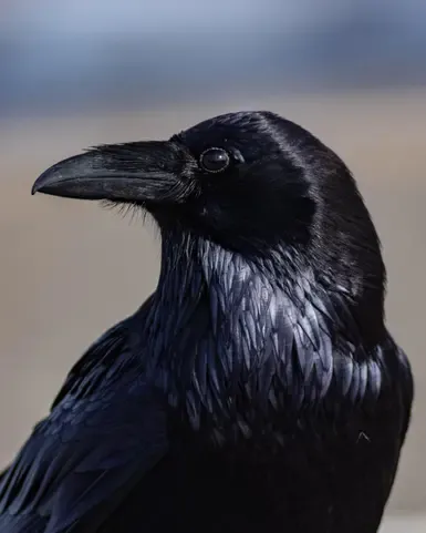 YA Corvids