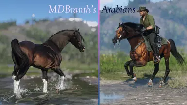 MDBranth的阿拉伯马