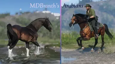 MDBranth的阿拉伯马