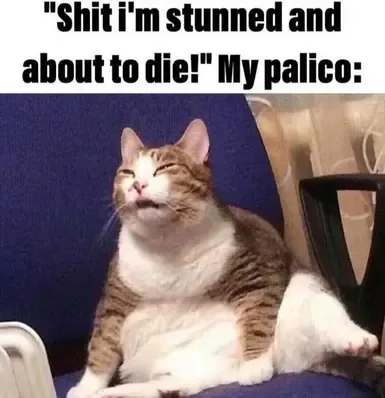 更好的随从猫