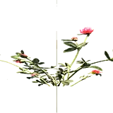 爆炸菊花