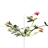 爆炸菊花