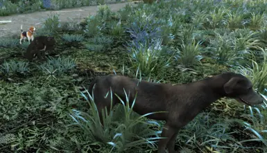 AOO 猫咪与狗狗