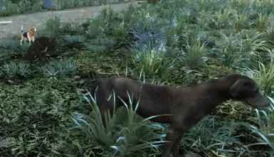 AOO 猫咪与狗狗