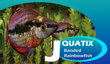 Banded Rainbowfish - 新物种 (1.20)