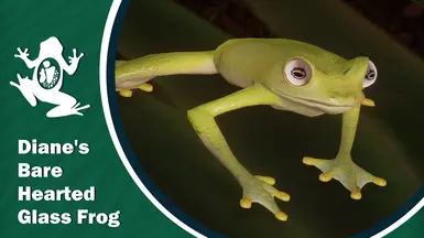 Diane's Bare-hearted Glass Frog：迪氏透明蛙 
New Exhibit Species：新展览物种