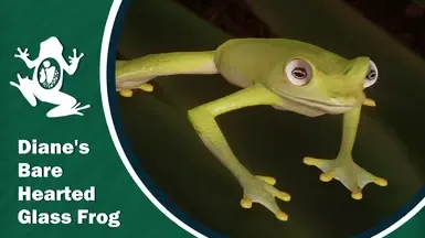 Diane's Bare-hearted Glass Frog:迪氏透明蛙
New Exhibit Species:新展览物种