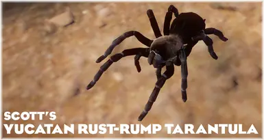 Yucatan Rust-rump Tarantula - 新展览物种 (1.20)