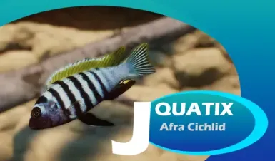 Afra Cichlid (犬齿姆布纳慈鲷) - 新物种 (1.20)