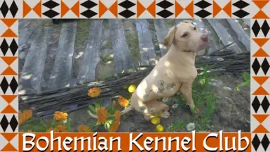 波希米亚养犬俱乐部