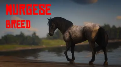 Murgese Horse Breed