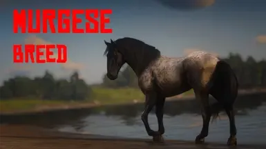 Murgese Horse Breed