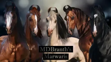 MDBranth 的马尔瓦里人