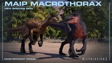 Maip macrothorax (新物种) 1.11