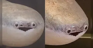 Saccabambaspis
