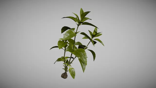 RE 安魂曲 绿色药草