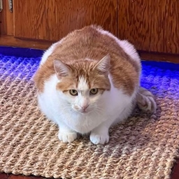 ObeseCat