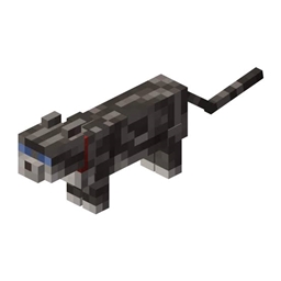 灰色虎斑猫