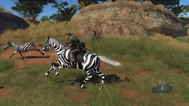 ZEBRA