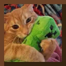 土豆的猫画