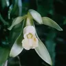 planifolia