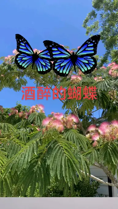 最醉的蝴蝶