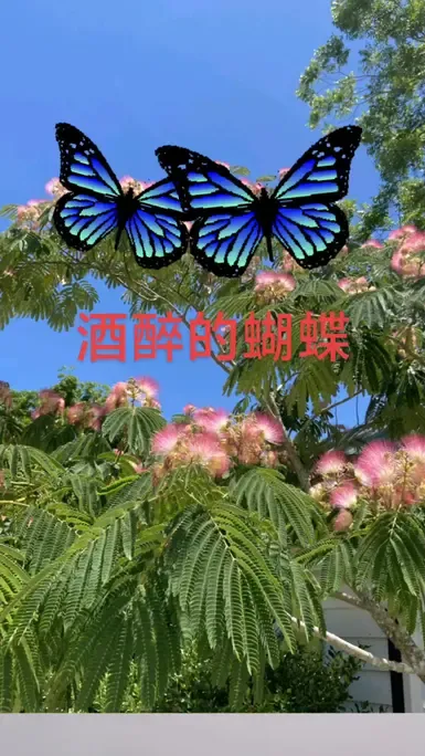 最醉的蝴蝶