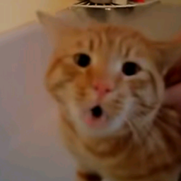 老吴~