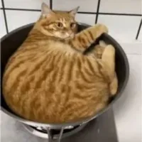 All the Cats - 非官方定制版 by Seraphina