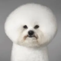 瓦尔西斯之光