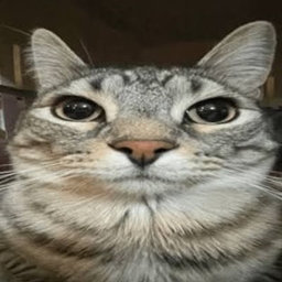 公猫