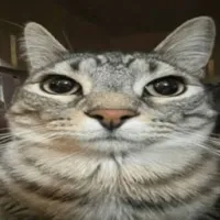 公猫