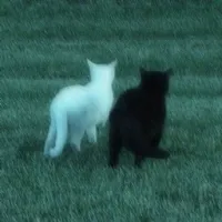 猫咪共同生存