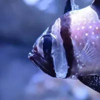 生物新地球