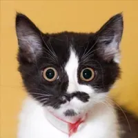 金贝尼亚
