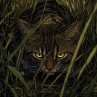 猫咪勇士