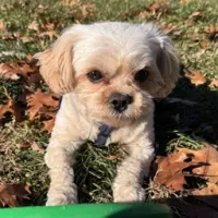 耀西的世界Plus [包含宝可梦]
