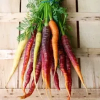 CARROTS772!!!!!