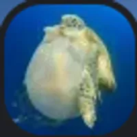 龟壳宝可梦