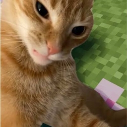 MCatman的创意生存
